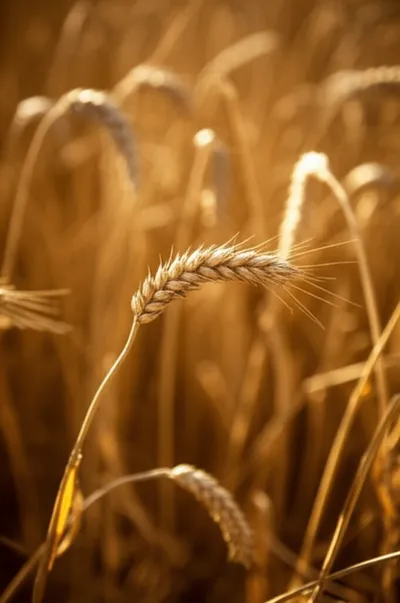 Illustration straws - Image 1