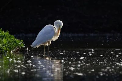 Illustration birdwatching - Image 2