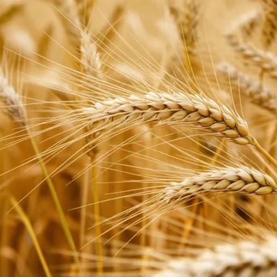 Illustration bearded - Image 1