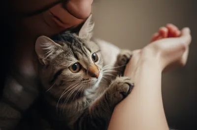 Illustration claws - Image 1