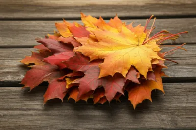 Illustration lapped - Image 1