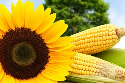 Illustration crop - Image 1