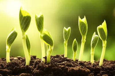 Illustration pregnant - Image 1