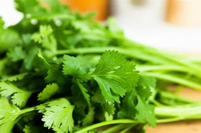 Illustration cilantro