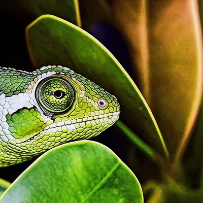 Illustration concealing - Image 1