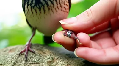 Illustration ringing - Image 1