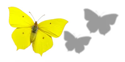 Illustration trailer