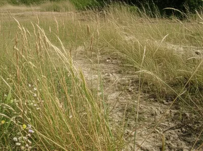 Illustration chess - Image 1