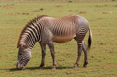 Illustration quagga - Image 1