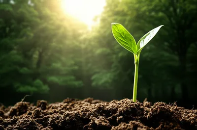 Illustration roots - Image 1