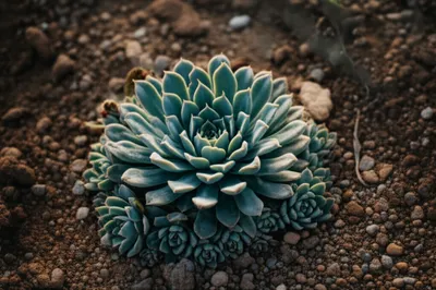 Illustration rosettes - Image 1