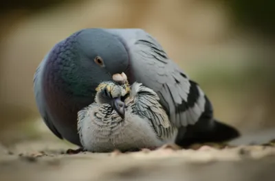 Illustration petit - Image 1