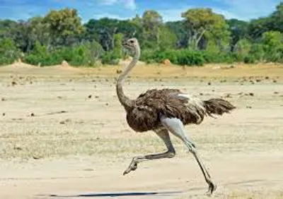 Illustration ostrich - Image 2