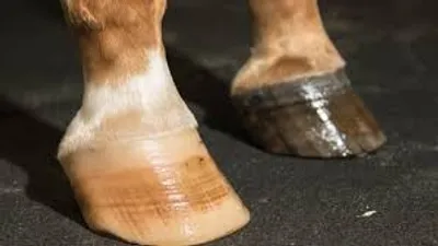 Illustration hooves - Image 2