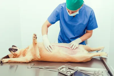 Illustration necropsy - Image 1