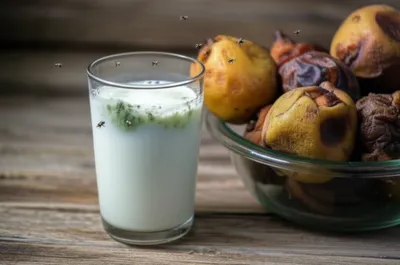 Illustration fermented - Image 1