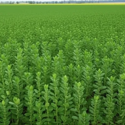 Illustration homogenous - Image 1