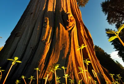 Illustration oldest - Image 1