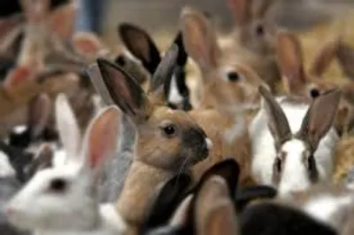 Illustration overrun - Image 2