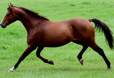 Illustration racks - Image 1