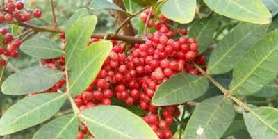 Illustration pepper - Image 3