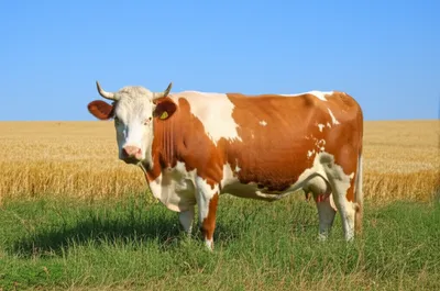 Illustration fierce - Image 1