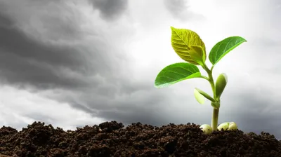 Визуальная иллюстрация слова «matured» - Созревать, зреть, развиваться