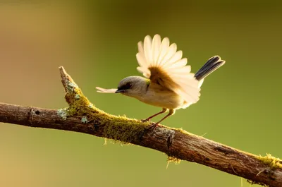 Illustration lighten - Image 1