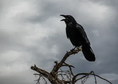 Illustration caw - Image 1