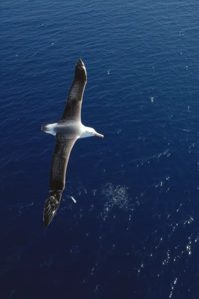 Illustration glides - Image 1