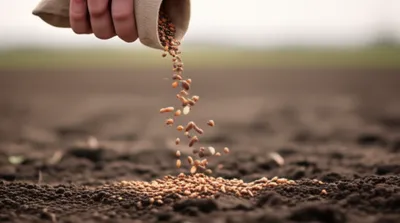 Illustration sowing - Image 1