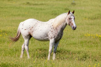 Illustration blossoms - Image 1