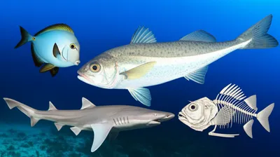 Illustration bonefish - Image 1