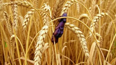 Illustration ergot - Image 1