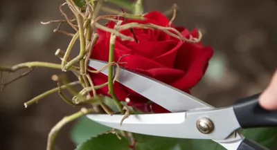 Illustration snipping - Image 1