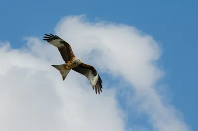 Illustration gliders - Image 1