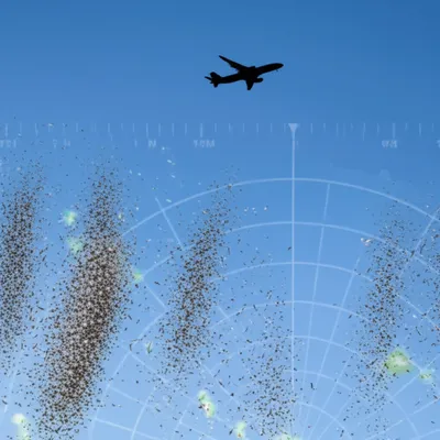 Illustration chaff - Image 1