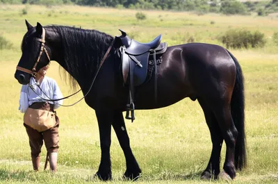 Illustration steeds - Image 1