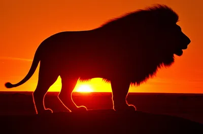 Illustration roar - Image 1