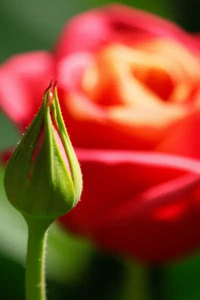 Illustration blooming - Image 1