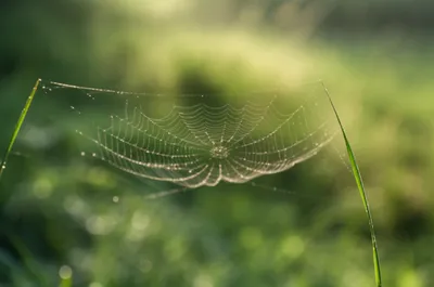 Illustration gossamer - Image 1