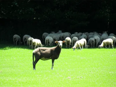 Illustration stray - Image 1