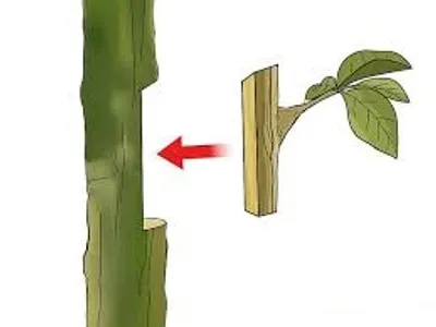 Illustration graft - Image 2