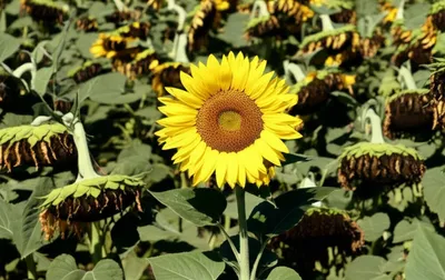 Illustration perk - Image 1