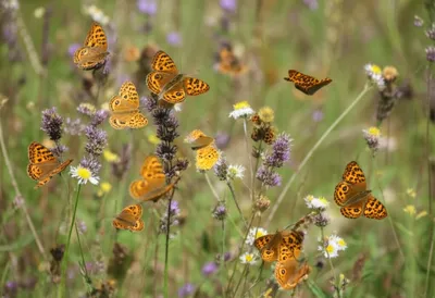 Illustration pansies - Image 1