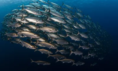 Illustration runner - Image 1