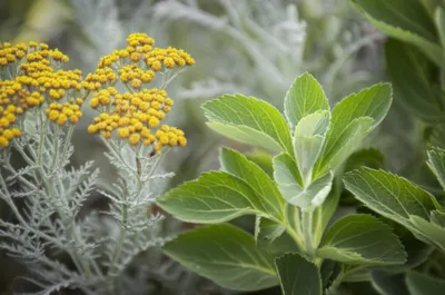 Illustration maudlin - Image 1