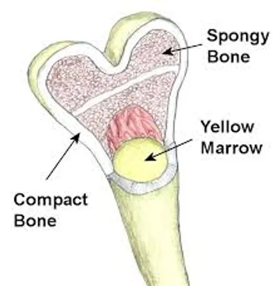 Illustration marrow - Image 2