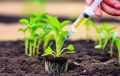 Illustration inoculant