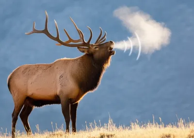 Illustration bugled - Image 1